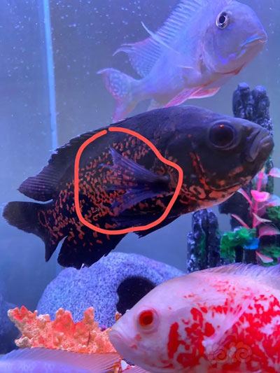 合肥鱼缸清洗公司